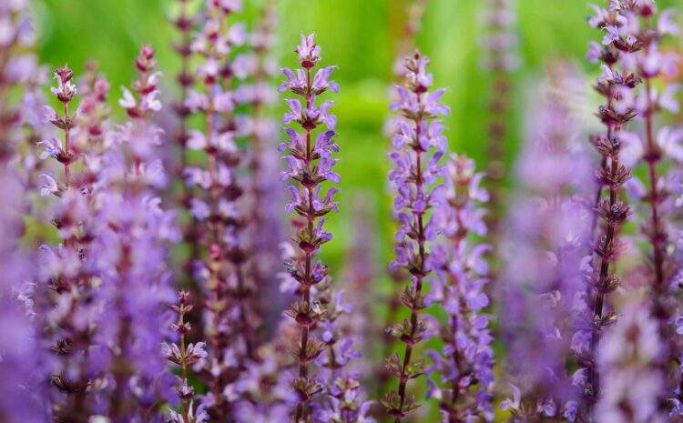  BİYOLOJİK ÇEŞİTLİLİĞİMİZ