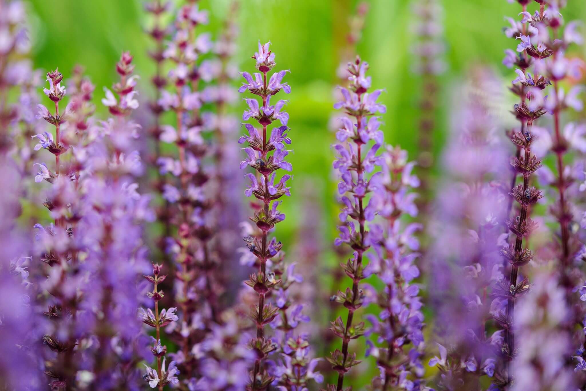 BİYOLOJİK ÇEŞİTLİLİĞİMİZ