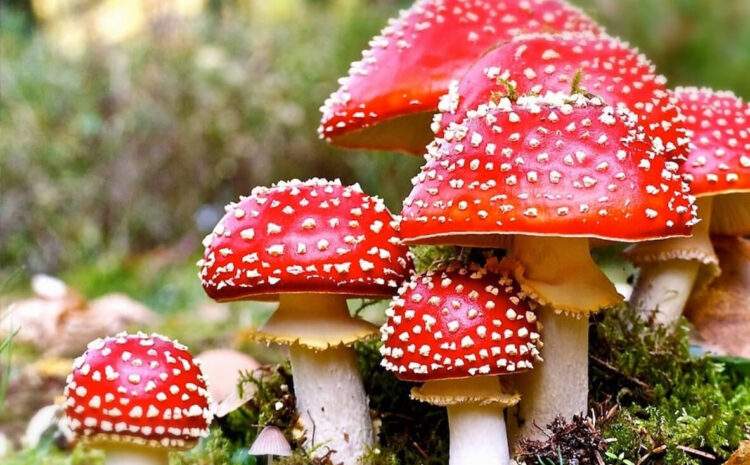  ZEHİRLİ MANTARLAR – PROF. DR. AFİFE MAT