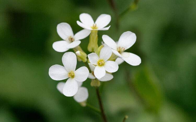  Bitkilerin Bildikleri – Daniel Chamovitz Bölüm 1: Bitkiler her şeyin farkında…