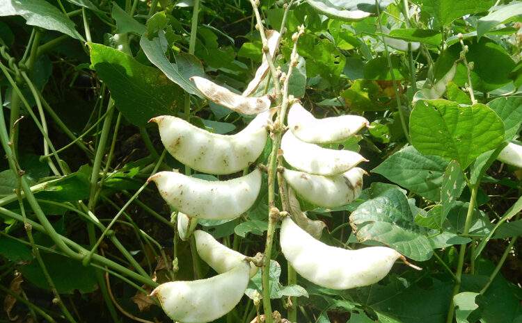  Bitkilerin Bildikleri – Daniel Chamovitz Bölüm 2 Kökler aşağı, sürgünler yukarı ne kadar da havalı…