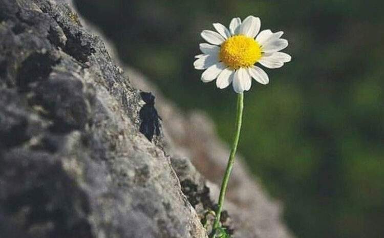  Yıkılmadık Ayaktayız (Sanırım)