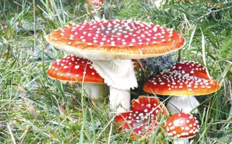  Türkiye Mantarları ve Bir Mantar Uzmanı: Jilber Barutçiyan