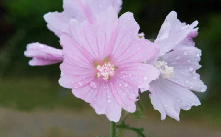  Hatmi Çiçeği ve Kullanım Alanları